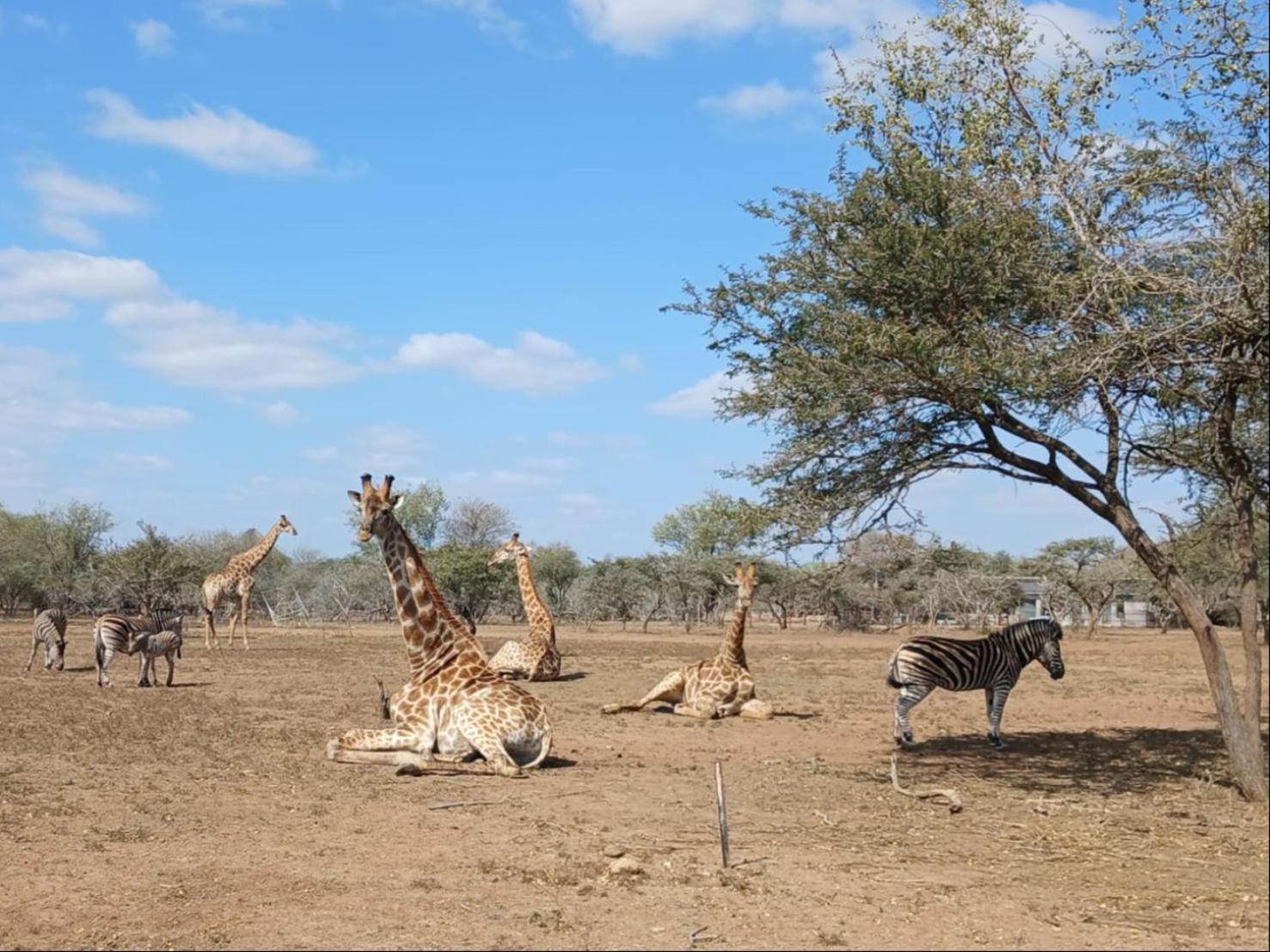 Marloth Kruger View Apartment Marloth Park Bagian luar foto